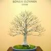 BONSAI SLOVAKIA 2009