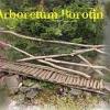 Arboretum Borotín