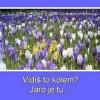 Jaro_je_tu