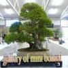 Bonsai_VB