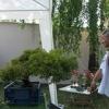 Výstava bonsají v Kátově (tvarovačka) - 21. května 2011